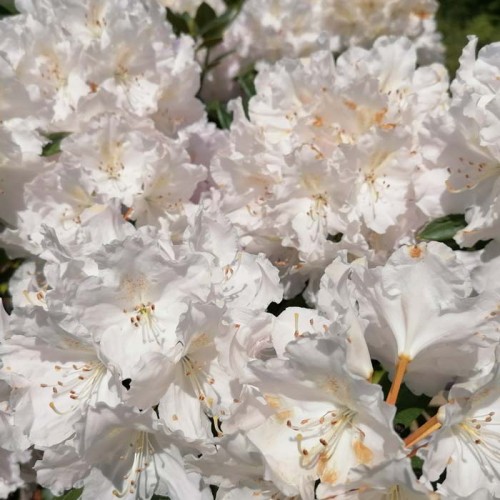 Rhododendron Cunninghams White | ScotPlants Direct